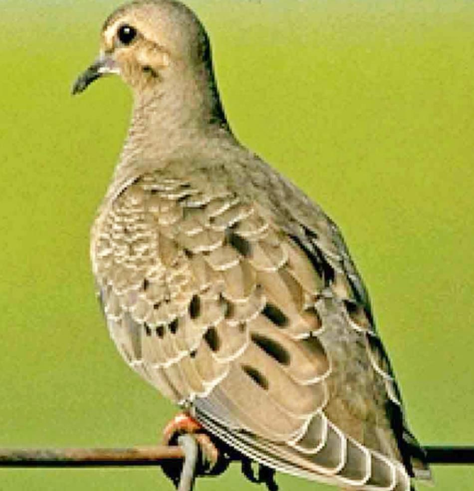 Despite Winter Storm Uri, resilient Texas dove populations point to