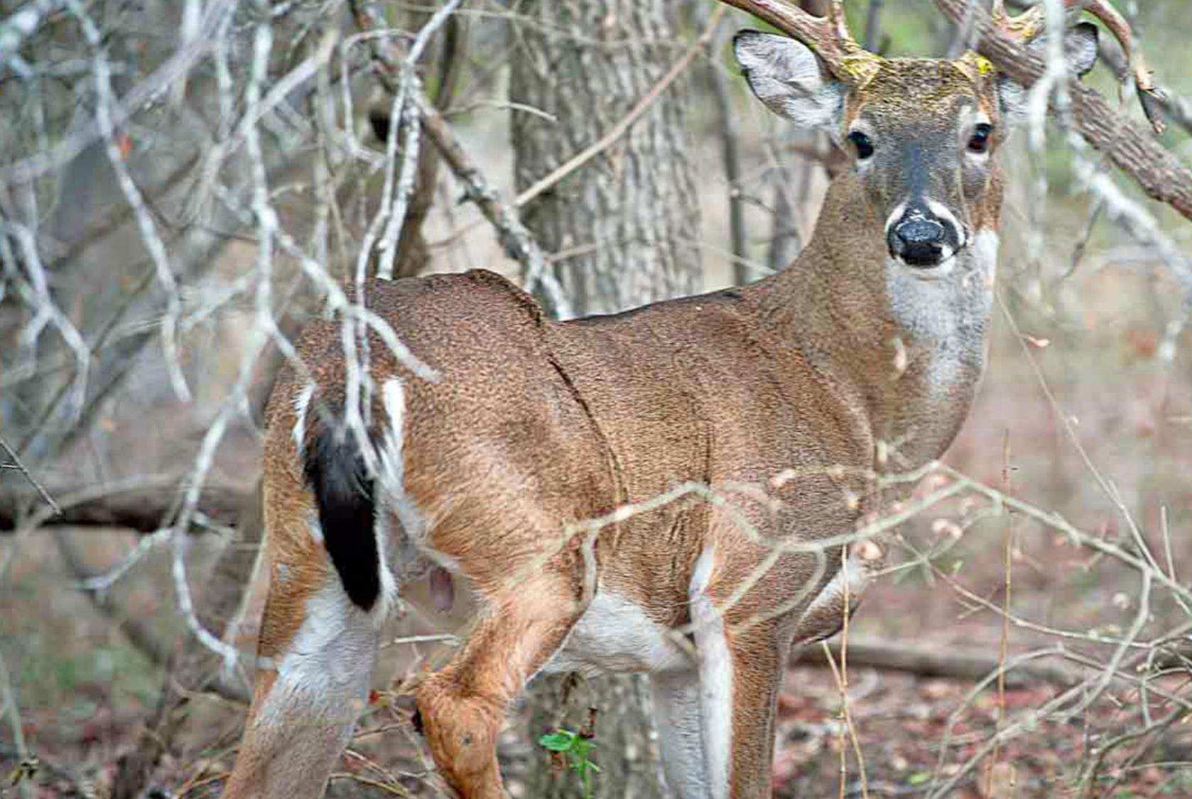 white-tailed-deer-population-looks-strong-ahead-of-archery-only-season